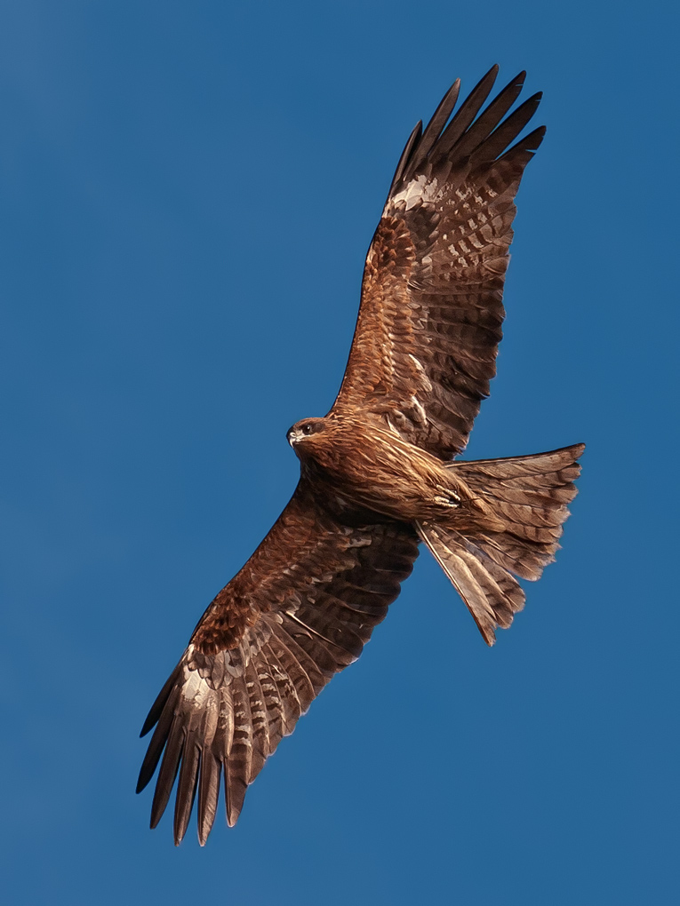 Kite In Japan