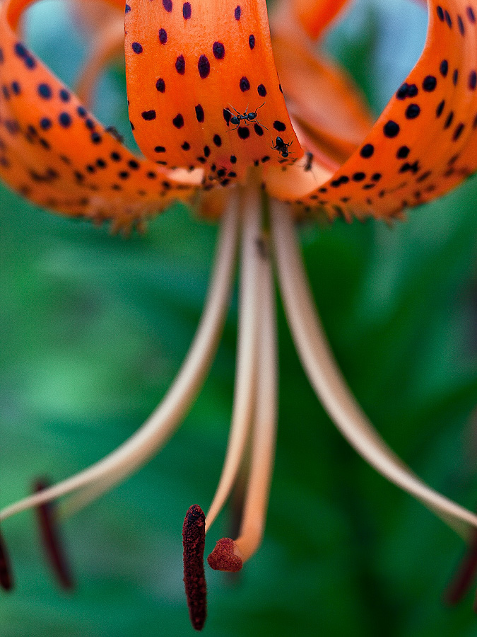 _1030285