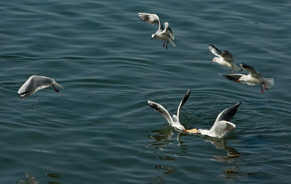 PICT8858_Gulls_Sm