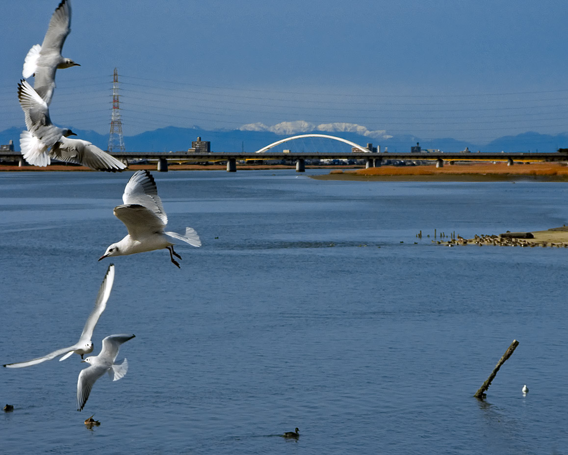 PICT8891-2_Gulls_Sm