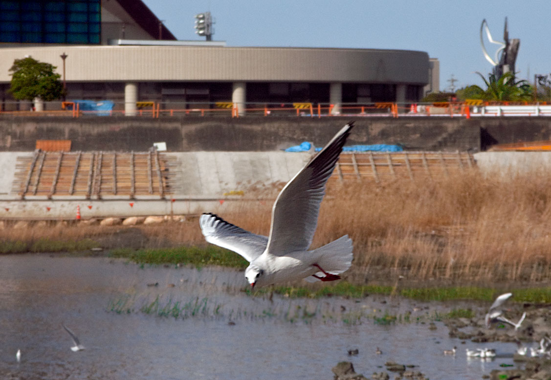 PICT8899_Gulls_Sm