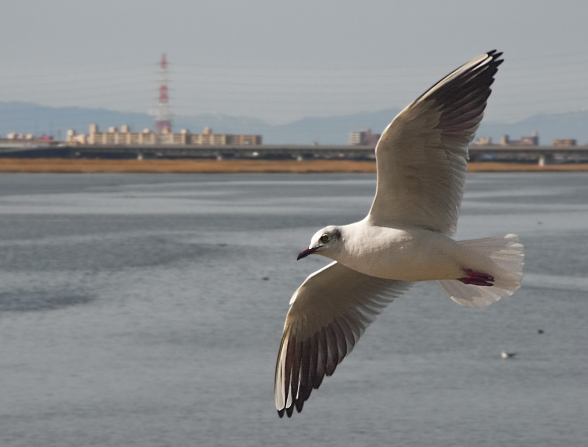 PICT8905_Gulls_Sm