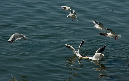 PICT8858_Gulls_Sm