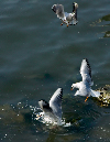 PICT8871_Gulls_Sm