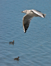 PICT8882_Gulls_Sm