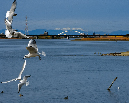 PICT8891-2_Gulls_Sm