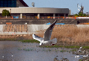 PICT8899_Gulls_Sm