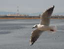 PICT8905_Gulls_Sm