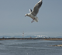 PICT8909_Gulls_Sm