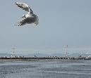 PICT8910_Gulls_Sm